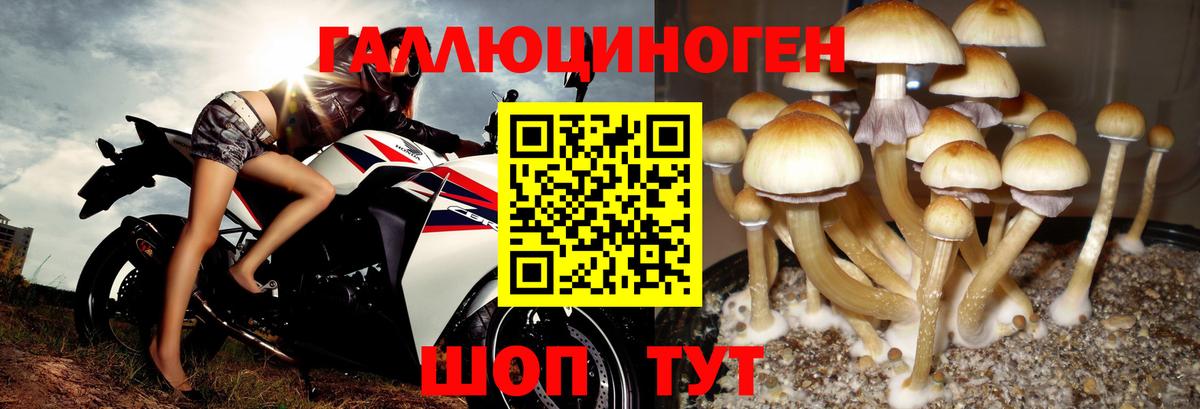 Псилоцибиновые грибы Cubensis Острогожск